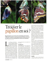 Le coaching : Trouver le papillon en soi ?